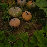 کدو|خوردنی و آشامیدنی|لاهیجان, لیالستان|دیوار