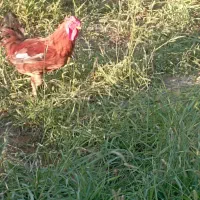 مرغ و خروس