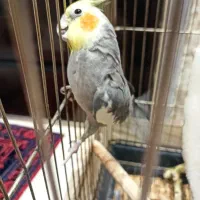 جفت عروس هلندی مولد
