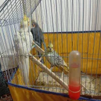 عروس هلندی