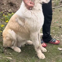 فروش سگ الابای