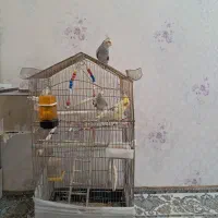 عروس هلندی