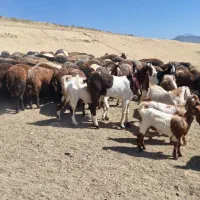 نر بز تخمی