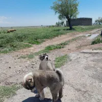 سگ ماده دورگه افغان ۴ماه