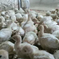 جوجه بوقلمون بیوتی ۴روزو۲۴روزه و جوجه مرغ گلپایگان