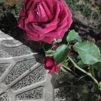 راهنمایی بابت کسب کار گلخانه