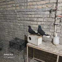 کبوتر  اشعل