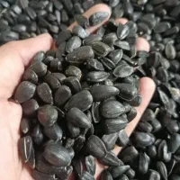 تخمه افتابگردان کله قوچی