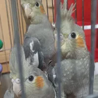 عروس هلندی