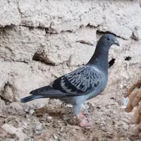 جوجه شوریستر