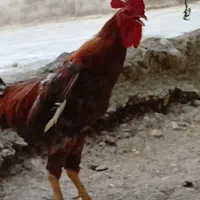 مرغ و خروس