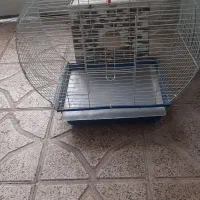 قفس