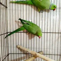 *طوطی ملنگوی جفت (چهارتخم)