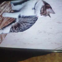 گربه گمشده محله ب۲