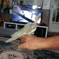 پرنده|پرنده|شیراز, دوکوهک|دیوار