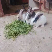 خرگوش