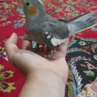 طوطی عروس هلندی