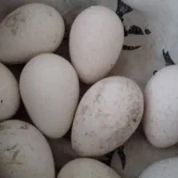 تخم بوقلمون