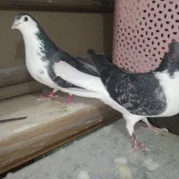 کبوتر دمگیر درجه یک