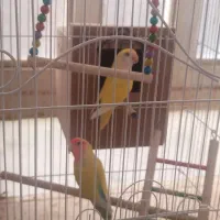 جفت کوتوله فروشی