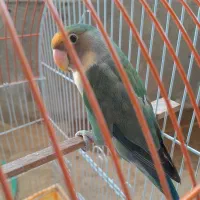 طوطی برزیلی نر خوشرنگ