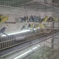 مرغ عشق