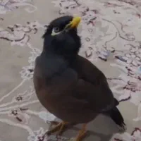 میناافغانی