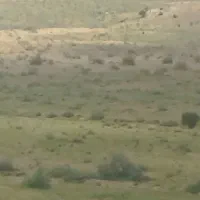 دوکیلو روغن زرد درجه یک امسالی از گوسفند محلی