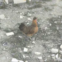 مرغ و خروس  محلی کاکلی