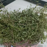 آویشن کوهی