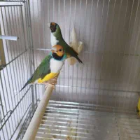 فنچ گلدین،الماسی،جغدی،زبرا فول اورنج،پارسون