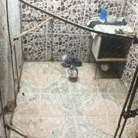 کفتر سوسکی مست مست پرشی