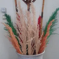 پامپاس