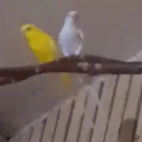 جفت مرغ عشق هلندی چشم سرخ مولدکشیده بلنددونسته