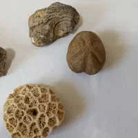 فسیل با قدمت حداقل یک میلیون سال پیش