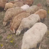 گوسفند بره دار