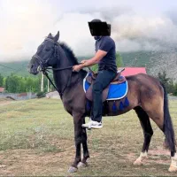 یک عدد نریان اخته نشده ۵ سال