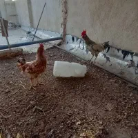 خروس بومی ۶ ماهه معاوضه با مرغ تخمگذار