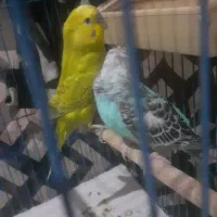 مرغ عشق