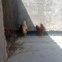 خروس گلین جوان و سنگین