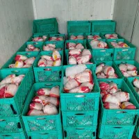 پخش عمده (مرغ ،بوقلمون، گوشت منجمد)