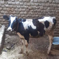 یک راس گوساله هلشتان