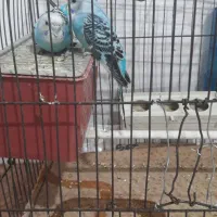 مرغ عشق
