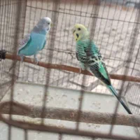 مرغ عشق اسپانگل و رنگین کمانی