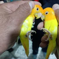 200 تا برزیلی کوتوله در همه رنگ نژاد جنسیت