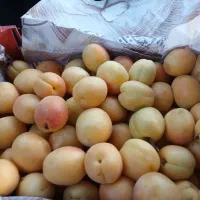 فروش میوه