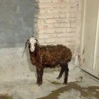 بره نر