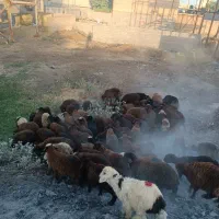 گوسفند زنده بره ریز کلی و جزعی درشت پرواری