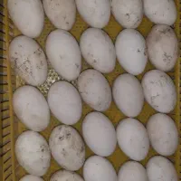 تخم اردک محلی