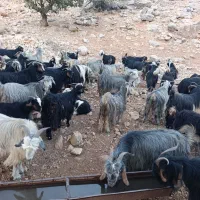بز داشتی